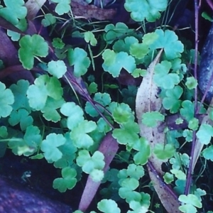 Hydrocotyle sibthorpioides at Conder, ACT - 29 Jan 2001