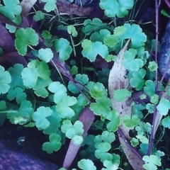 Hydrocotyle sibthorpioides (A Pennywort) at Rob Roy Range - 28 Jan 2001 by michaelb