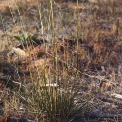 Austrostipa bigeniculata (Kneed Speargrass) at Greenway, ACT - 7 Jan 2007 by michaelb