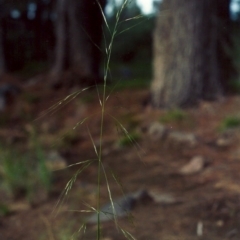 Austrostipa bigeniculata (Kneed Speargrass) at Greenway, ACT - 20 Mar 2007 by MichaelBedingfield