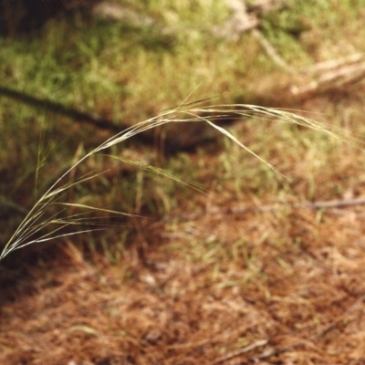 Austrostipa bigeniculata (Kneed Speargrass) at Rob Roy Range - 28 Jan 2001 by michaelb