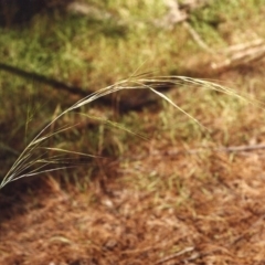 Austrostipa bigeniculata (Kneed Speargrass) at Conder, ACT - 28 Jan 2001 by michaelb