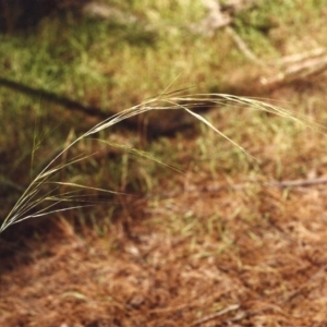 Austrostipa bigeniculata at Conder, ACT - 29 Jan 2001