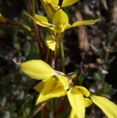 Diuris chryseopsis (Golden Moth) at Nicholls, ACT - 26 Sep 2004 by gavinlongmuir