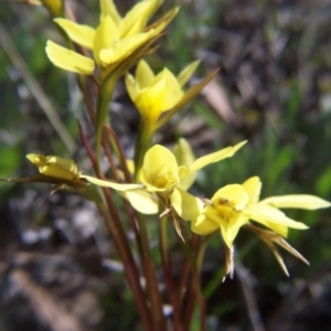 Diuris chryseopsis at Nicholls, ACT - 26 Sep 2004