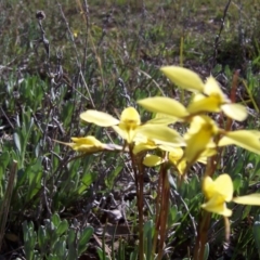 Diuris chryseopsis at Nicholls, ACT - 26 Sep 2004