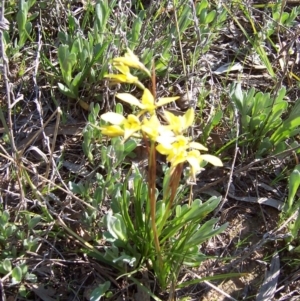 Diuris chryseopsis at Nicholls, ACT - 26 Sep 2004