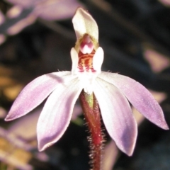 Caladenia fuscata (Dusky Fingers) at Percival Hill - 15 Sep 2007 by gavinlongmuir