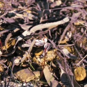 Caladenia fuscata at Nicholls, ACT - suppressed