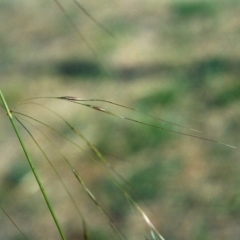 Austrostipa bigeniculata (Kneed Speargrass) at Point Hut to Tharwa - 6 May 2007 by MichaelBedingfield