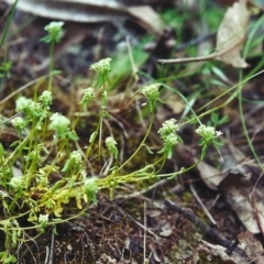 Poranthera microphylla (Small Poranthera) at Conder, ACT - 22 Nov 2000 by michaelb