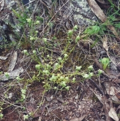 Poranthera microphylla at Conder, ACT - 23 Nov 2000