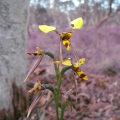 Diuris sulphurea (Tiger Orchid) at Nicholls, ACT - 10 Nov 2007 by gavinlongmuir