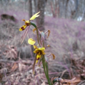 Diuris sulphurea at Nicholls, ACT - suppressed