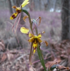 Diuris sulphurea at Nicholls, ACT - suppressed