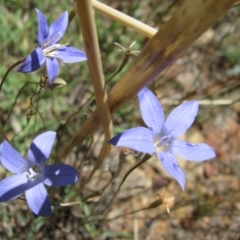 Wahlenbergia capillaris (Tufted Bluebell) at Nicholls, ACT - 9 Feb 2008 by gavinlongmuir