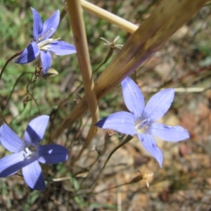 Wahlenbergia capillaris at Nicholls, ACT - 9 Feb 2008