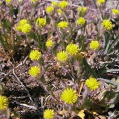 Triptilodiscus pygmaeus (Annual Daisy) at Percival Hill - 30 Sep 2007 by gavinlongmuir