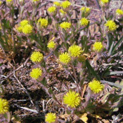 Triptilodiscus pygmaeus (Annual Daisy) at Percival Hill - 30 Sep 2007 by gavinlongmuir