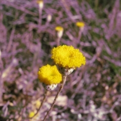 Leptorhynchos squamatus (Scaly Buttons) at Nicholls, ACT - 13 Oct 2007 by gavinlongmuir
