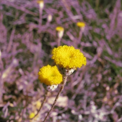 Leptorhynchos squamatus (Scaly Buttons) at Nicholls, ACT - 13 Oct 2007 by gavinlongmuir