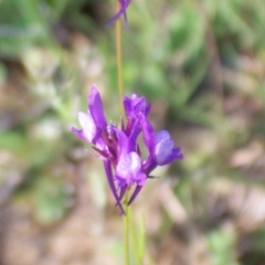 Linaria pelisseriana (Pelisser's Toadflax) at Percival Hill - 8 Nov 2003 by gavinlongmuir