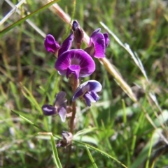 Glycine tabacina (Variable Glycine) at Nicholls, ACT - 7 Nov 2004 by gavinlongmuir