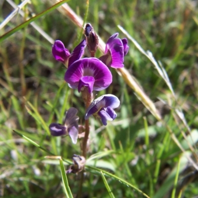 Glycine tabacina (Variable Glycine) at Nicholls, ACT - 7 Nov 2004 by gavinlongmuir