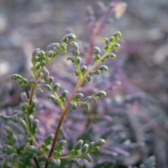 Cheilanthes sieberi (Rock Fern) at Percival Hill - 24 Nov 2007 by gavinlongmuir