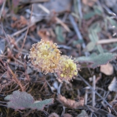 Hydrocotyle laxiflora (Stinking Pennywort) at Nicholls, ACT - 20 Oct 2007 by gavinlongmuir