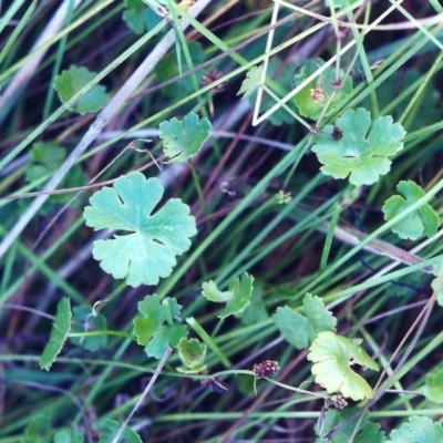 Hydrocotyle tripartita (Pennywort) at Theodore, ACT - 18 Feb 2001 by MichaelBedingfield