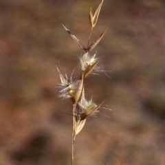 Rytidosperma sp. (Wallaby Grass) at Pine Island to Point Hut - 17 Apr 2007 by michaelb