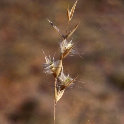 Rytidosperma sp. (Wallaby Grass) at Pine Island to Point Hut - 17 Apr 2007 by michaelb