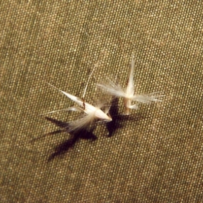 Rytidosperma sp. (Wallaby Grass) at Theodore, ACT - 18 Feb 2007 by MichaelBedingfield