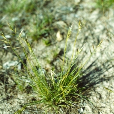 Rytidosperma sp. (Wallaby Grass) at Conder, ACT - 10 Nov 1999 by MichaelBedingfield