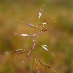 Rytidosperma sp. (Wallaby Grass) at Tuggeranong Hill - 3 Jan 2002 by michaelb