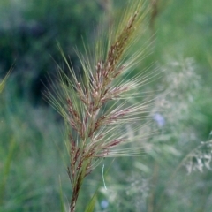 Austrostipa densiflora (Foxtail Speargrass) at Tennent, ACT - 31 Oct 2005 by michaelb