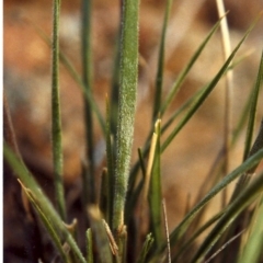 Austrostipa densiflora (Foxtail Speargrass) at Greenway, ACT - 6 Feb 2007 by MichaelBedingfield