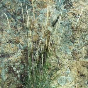 Austrostipa densiflora at Greenway, ACT - 6 Jan 2007