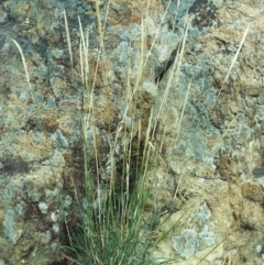 Austrostipa densiflora (Foxtail Speargrass) at Pine Island to Point Hut - 5 Jan 2007 by michaelb
