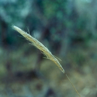 Austrostipa densiflora (Foxtail Speargrass) at Theodore, ACT - 12 May 2001 by MichaelBedingfield