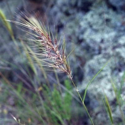 Austrostipa densiflora (Foxtail Speargrass) at Rob Roy Range - 22 Nov 2000 by michaelb