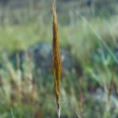 Austrostipa densiflora (Foxtail Speargrass) at Rob Roy Range - 21 Nov 2001 by michaelb