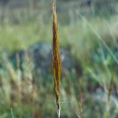 Austrostipa densiflora (Foxtail Speargrass) at Rob Roy Range - 21 Nov 2001 by michaelb