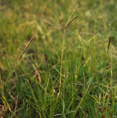 Cynodon dactylon (Couch Grass) at Pine Island to Point Hut - 17 Mar 2007 by michaelb