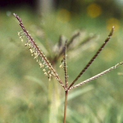 Cynodon dactylon (Couch Grass) at Point Hut to Tharwa - 10 Mar 2007 by michaelb