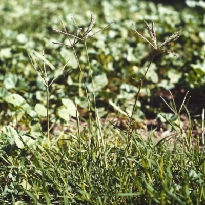 Cynodon dactylon (Couch Grass) at Pollinator-friendly garden Conder - 5 Mar 2007 by michaelb