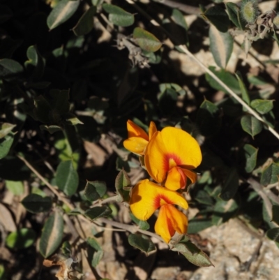 Podolobium alpestre (Shaggy Alpine Pea) at Cotter River, ACT - 20 Dec 2014 by KenT