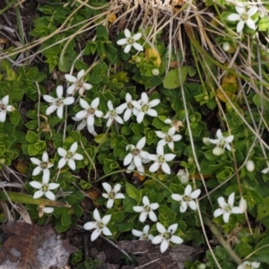 Rhytidosporum alpinum at Cotter River, ACT - 20 Dec 2014 11:59 AM