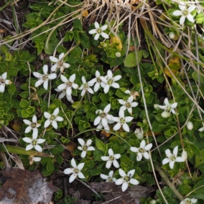 Rhytidosporum alpinum at Cotter River, ACT - 20 Dec 2014 by KenT